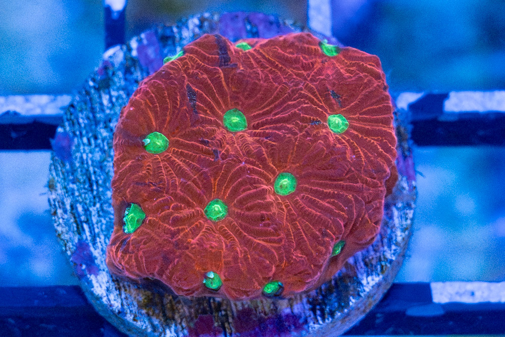 Brain Favites Ultra