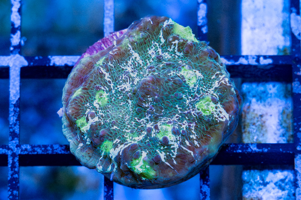 Chalice Ultra Color
