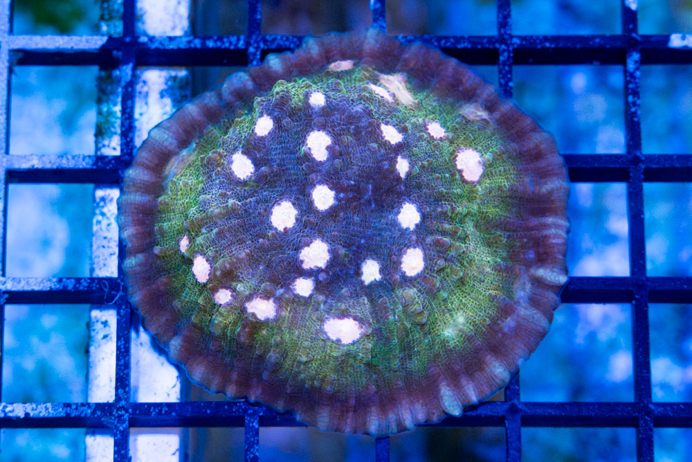 Chalice Ultra Color
