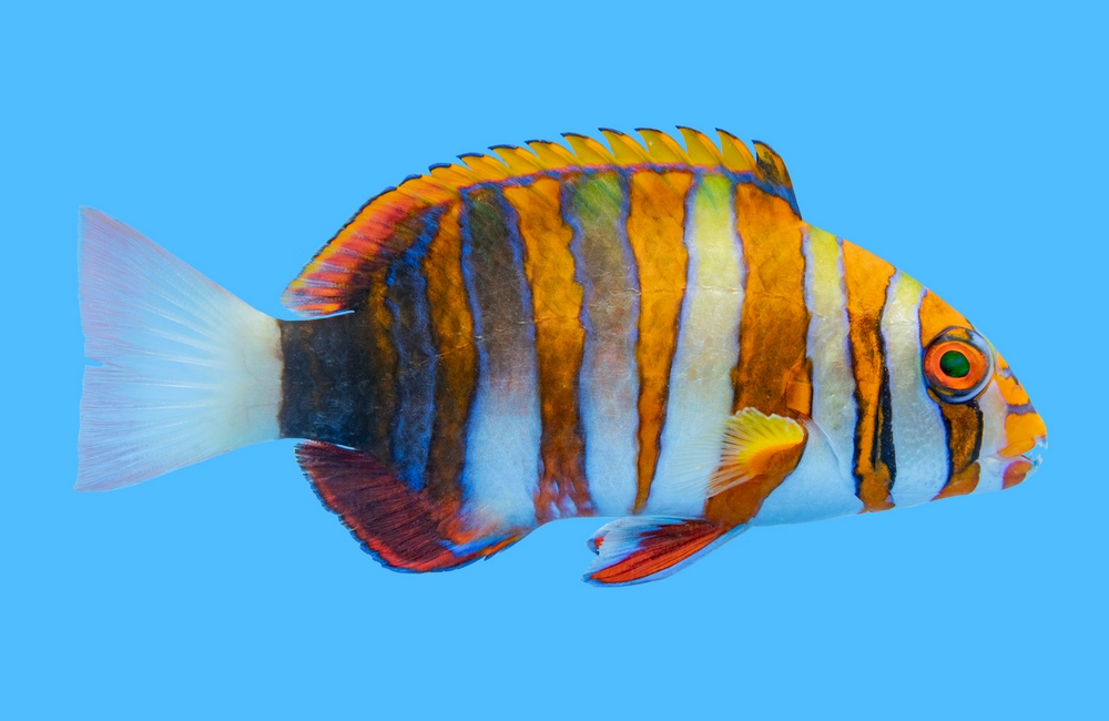 Tusk, Harlequin