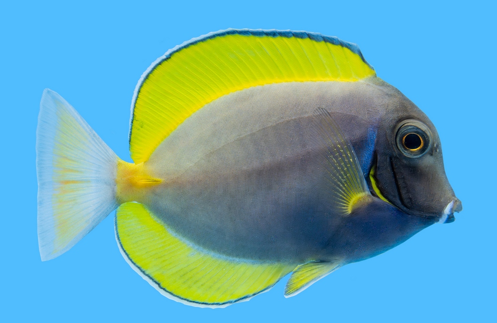 Hybrid Powder Blue X White Cheek