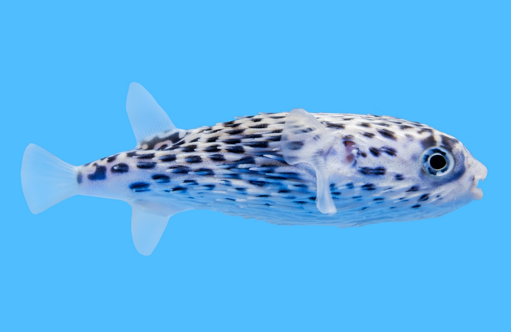 Blue Pelagic Porcupine