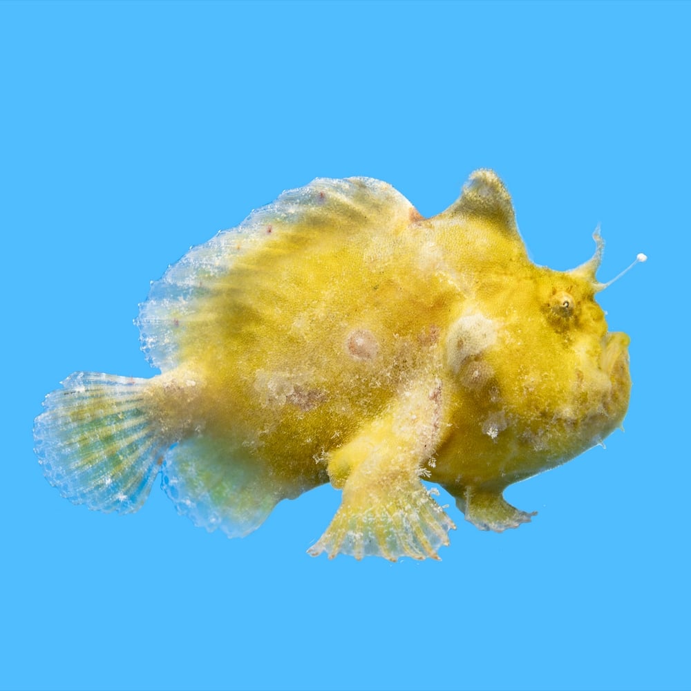 Hispid (Shaggy)