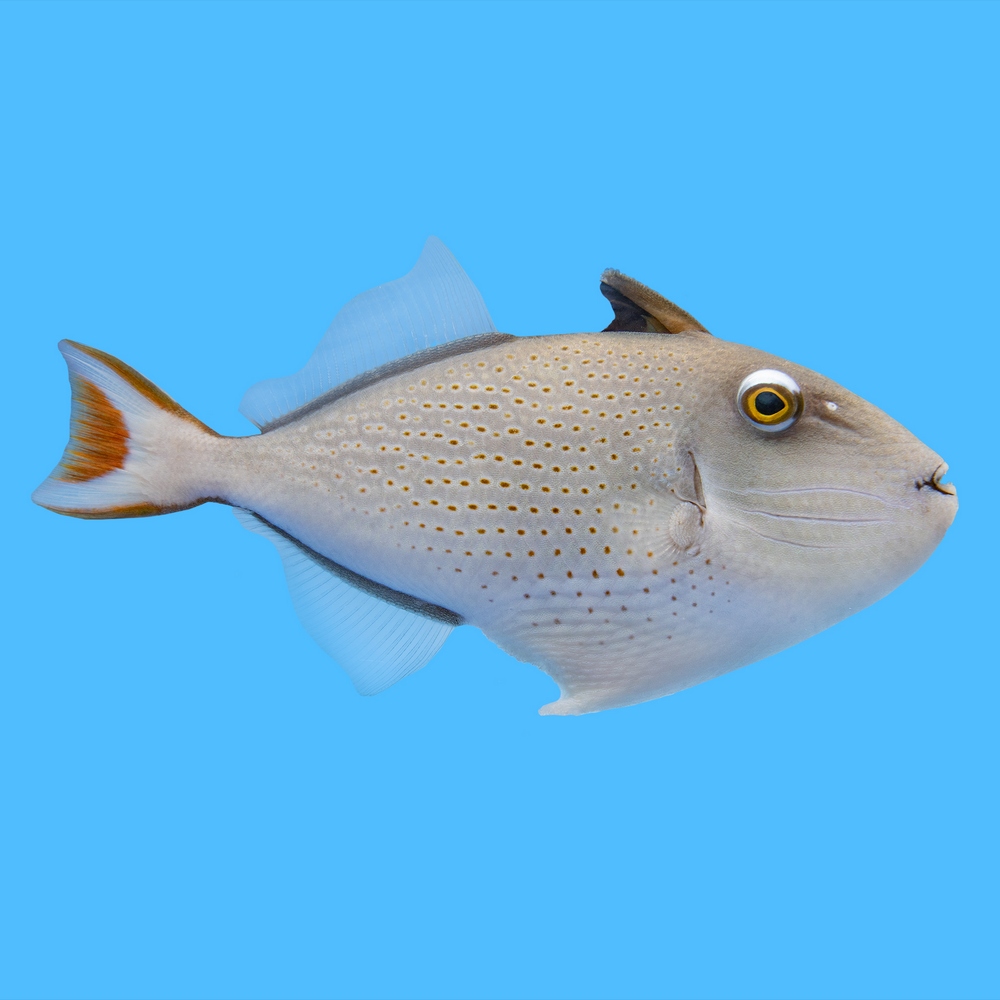 Redtail, Sargassum