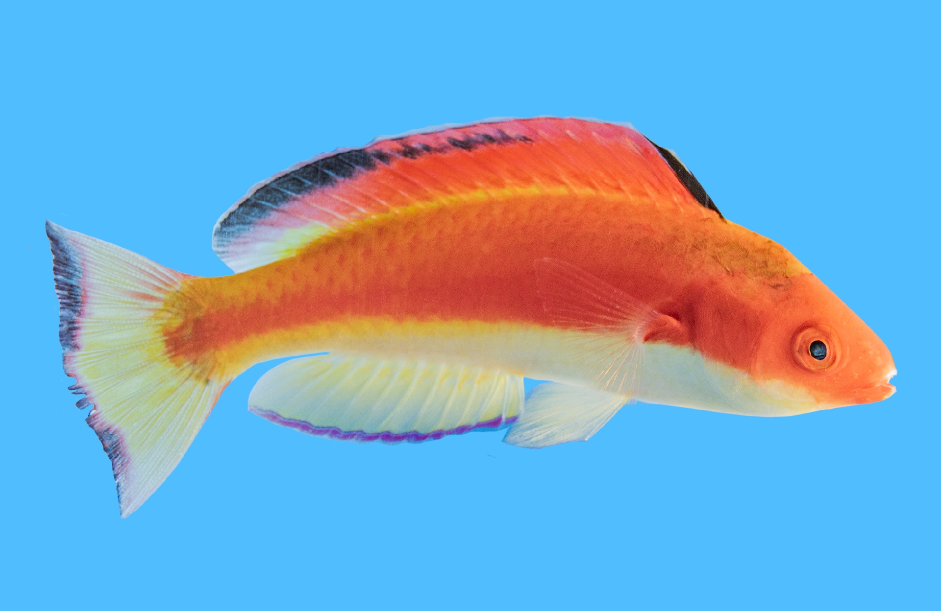 Fairy, Hooded Flame Male