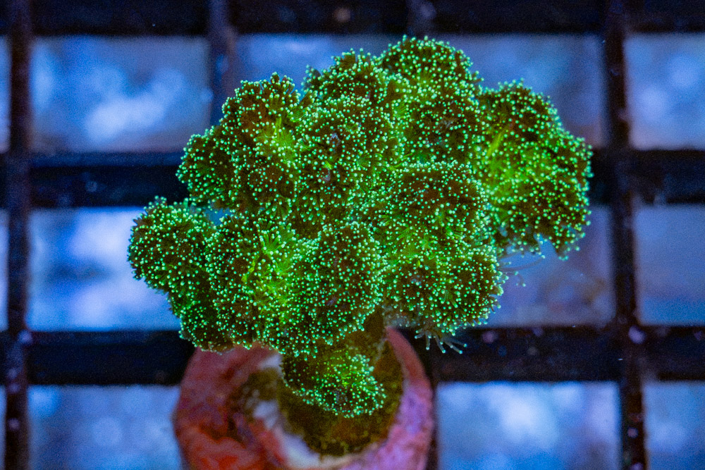 Cauliflower, Rainbow
