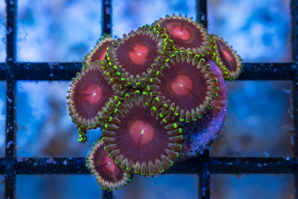 Zoa, Lucky Kentucky