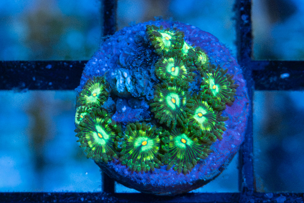 Zoa, Emerald Nightmare