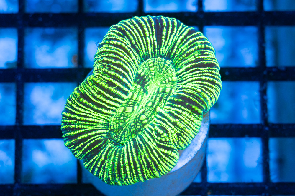 Brain Crater Ultra Color