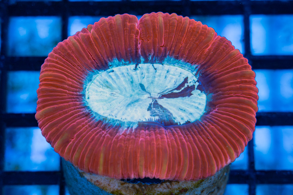 Brain Crater Ultra Color