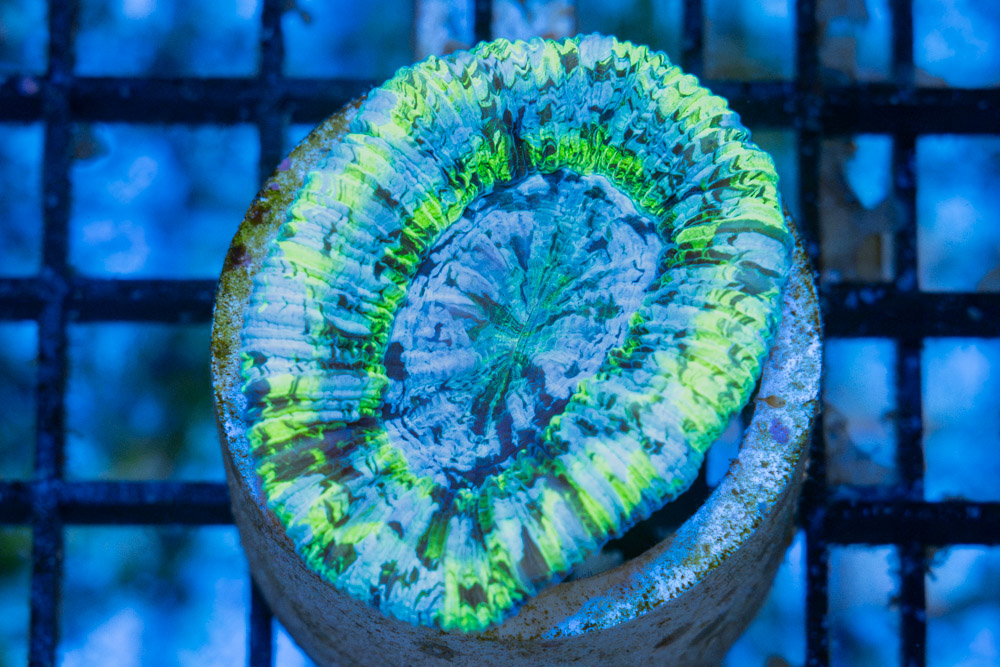 Brain Crater Ultra Color